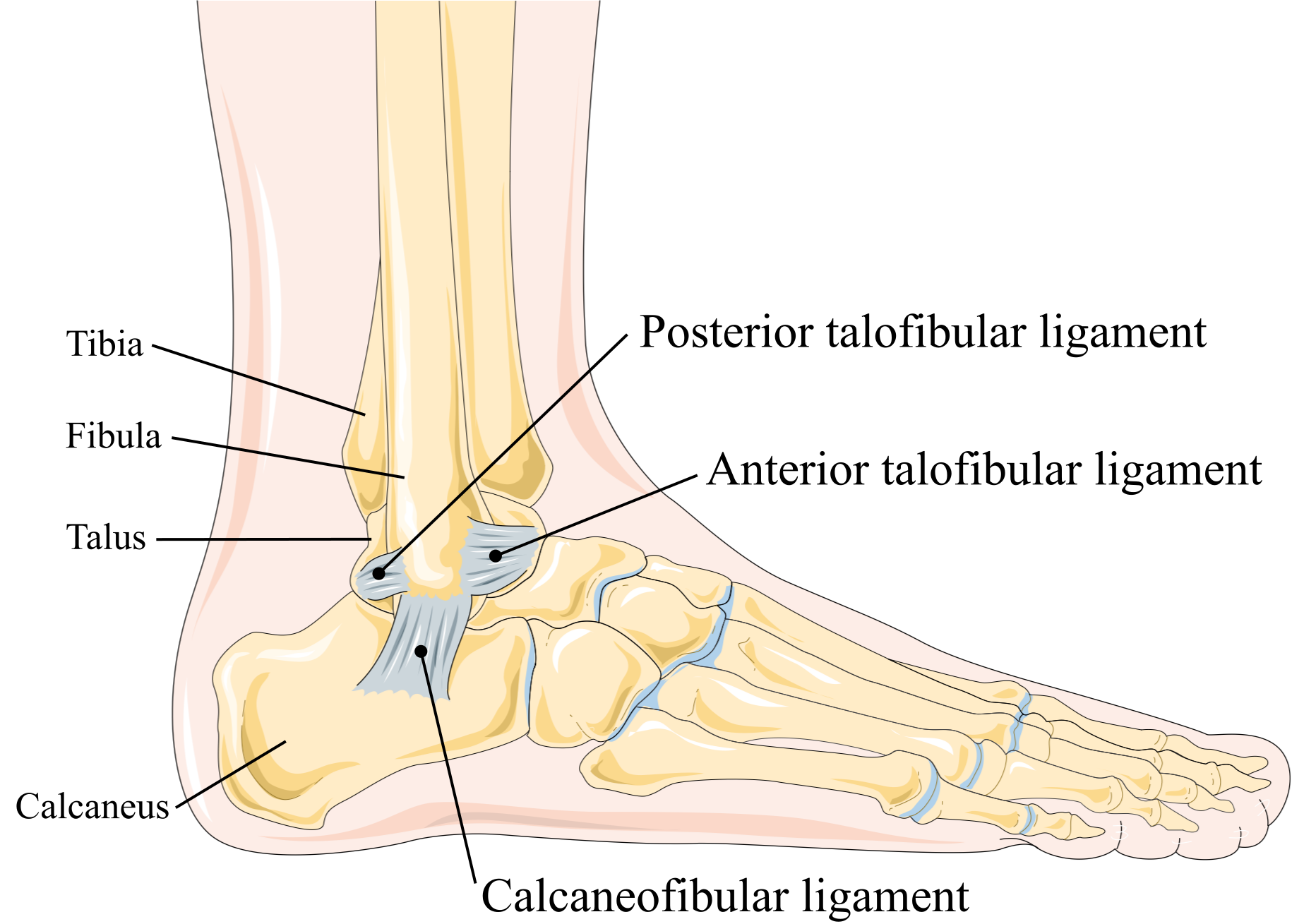 Vue latérale du pied droit : ligament talo-fibulaire antérieur (LTFA), ligament calcanéo-fibulaire (LCF) et ligament talo-fibulaire postérieur (LTFP), avec le tibia, la fibula, le talus et le calcanéus.